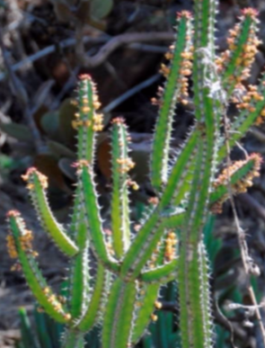 Euphorbia classeni
