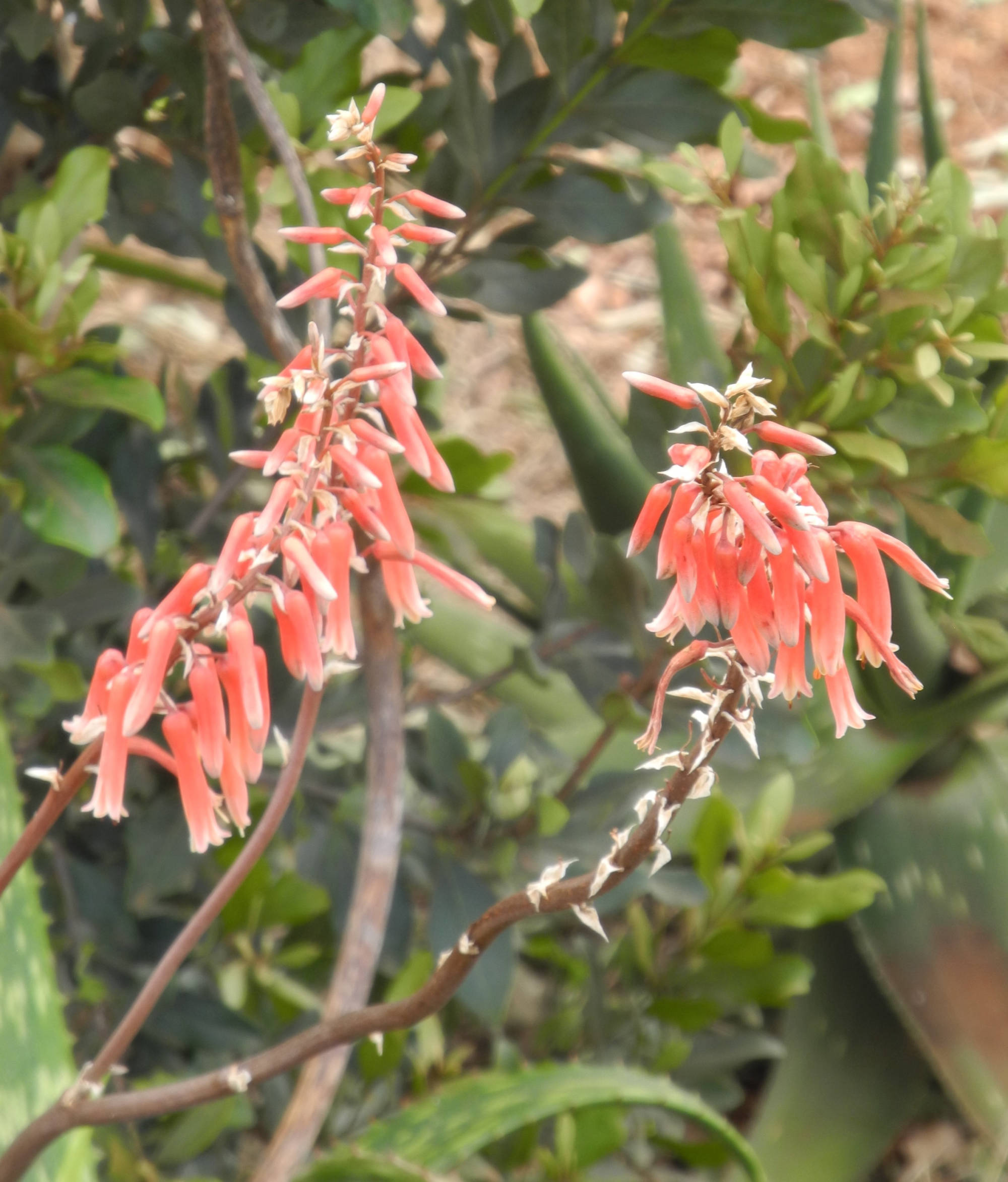 Flowers of Aloe deserti